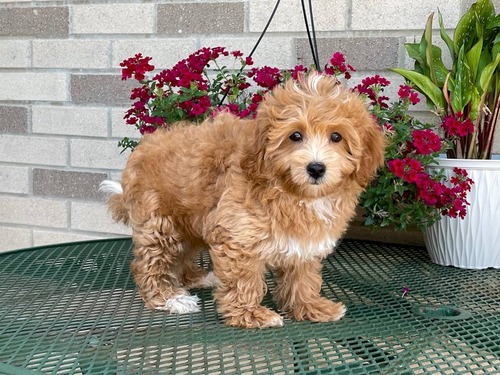 Super Cute Coton De Tulear Pups for sale